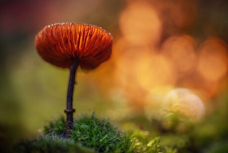 Vooruit dan maar....