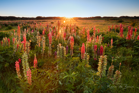 Lupines!