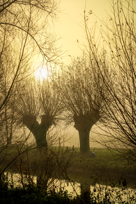 Knotwilgen in de ochtensmist