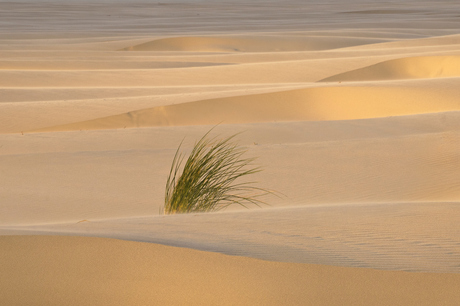 Inkomend licht - Strand Terschelling