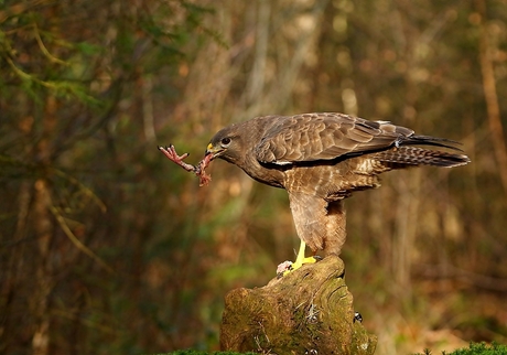 Buizerd , met huid en haar