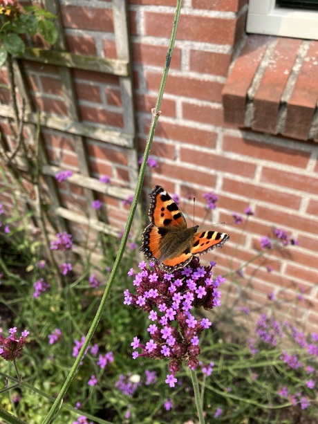 Vlinder op Verbena