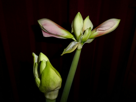 de amaryllis