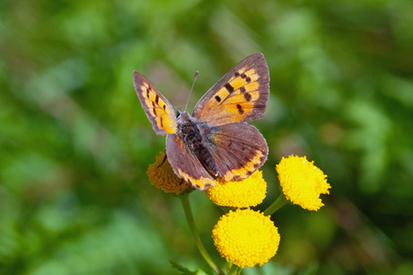 Kleine vuurvlinder