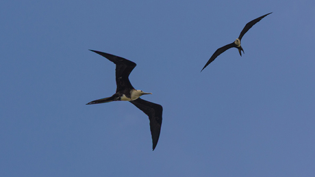 Fregatvogels