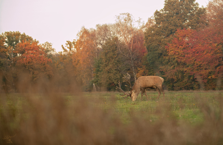 Herfstig kleurenpalet 