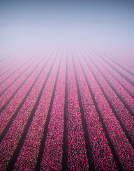 Tulips to infinity