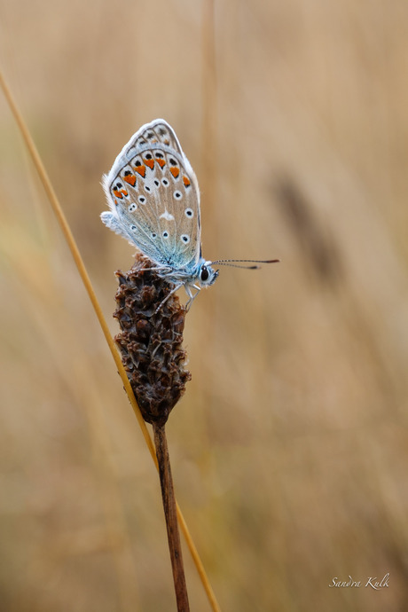 Icarus blauwtje 2 