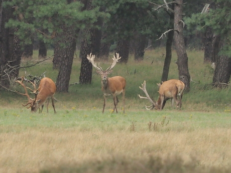 Mannenavond op de Hoge Veluwe