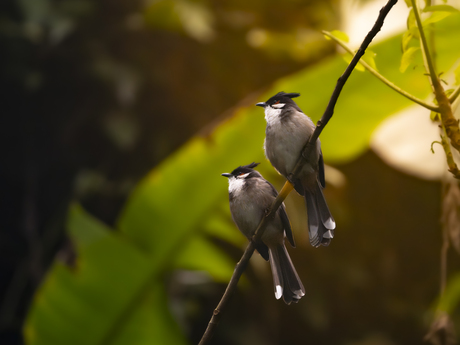 Roodoorbuulbuuls op de uitkijk