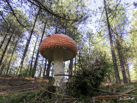 Als paddenstoel de grond uit schieten!