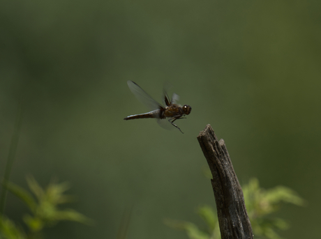 Libelle approach