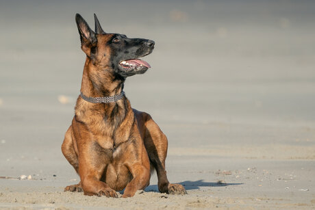 International Dogday