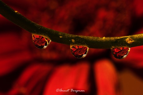 Waterdruppelfotografie