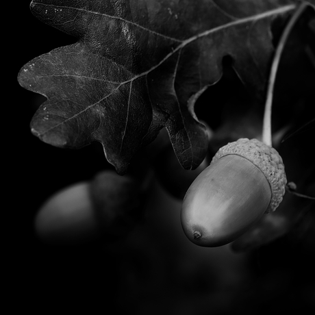 Nature in b/w.