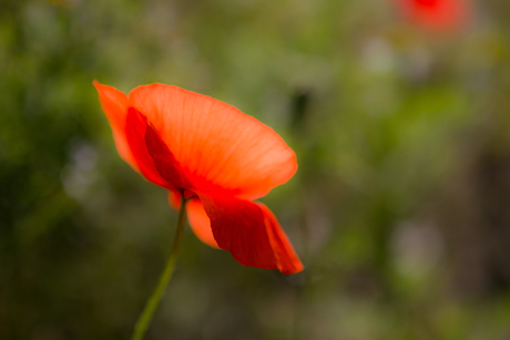 SO RED THE ROSE