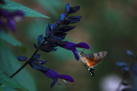 Nazomer in september