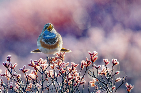Hij zingt het hoogste lied.