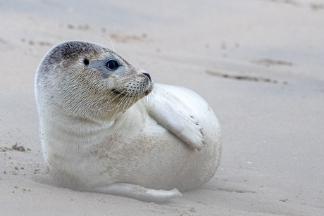 Eindelijk een zeehond...