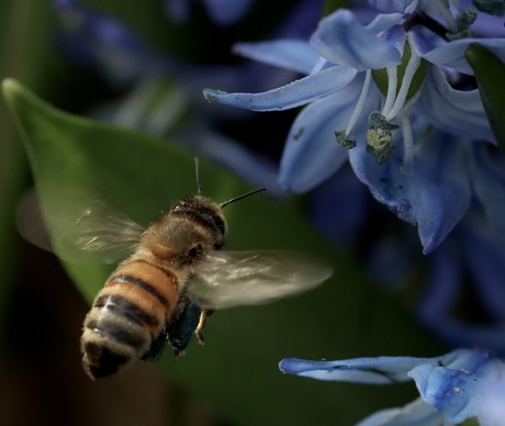 bloemetjes en de bijtjes 