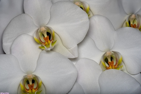 witte orchidee