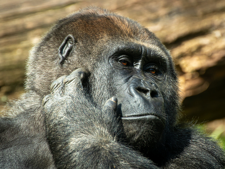 Gorilla portret