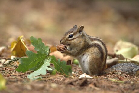 je kunt er van de vloer eten.