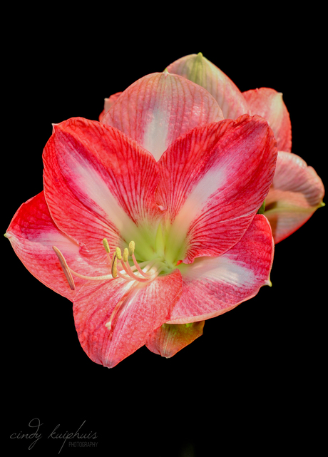 Amaryllis