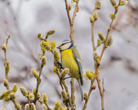 Pimpelmeesje in de lente.