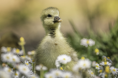 Te veel schattigheid...