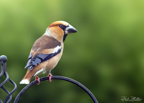 Appelvink - Hawfinch (Coccothraustes coccothraustes) M
