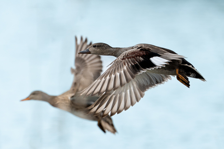 Flying ducks 