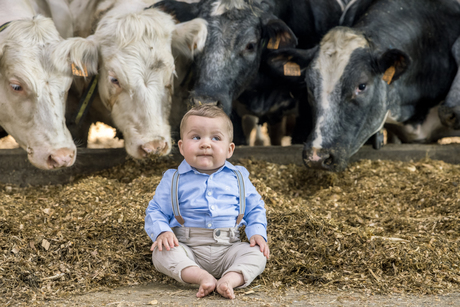 between the cows :)