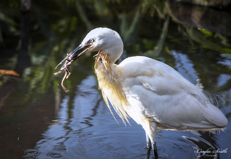 Zilverreiger 