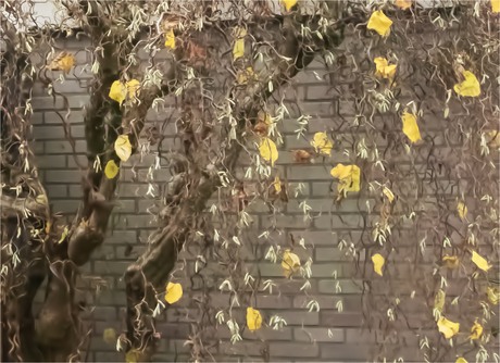 Kronkelhazelaar - detail