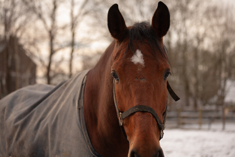 Nieuwsgierig paard.