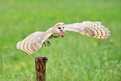 Owl Catch
