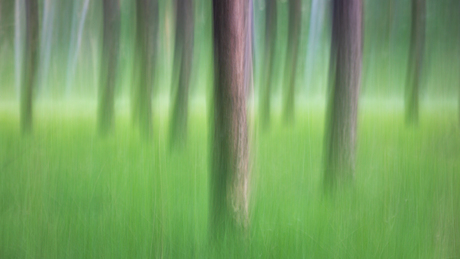 Loonse en drunense duinen