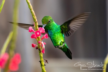 Blue tailed emerald