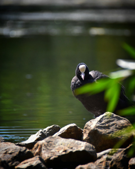 Meerkoet