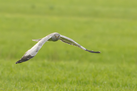 jagende blauwe kiekendieven