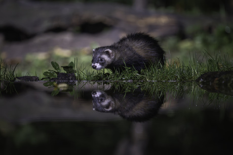 Bunzing in spiegelbeeld 