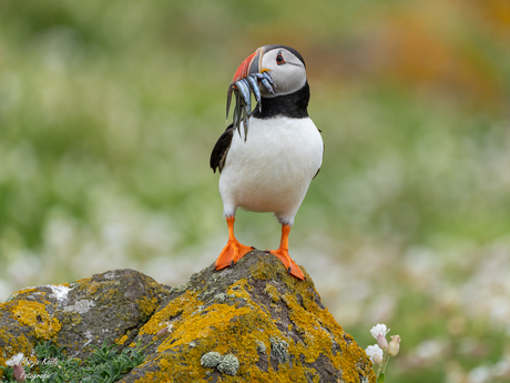 Puffin in de bloemen