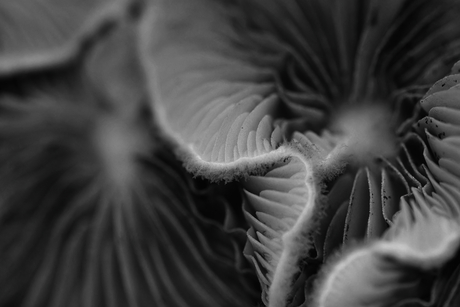 Paddenstoelen structuur 