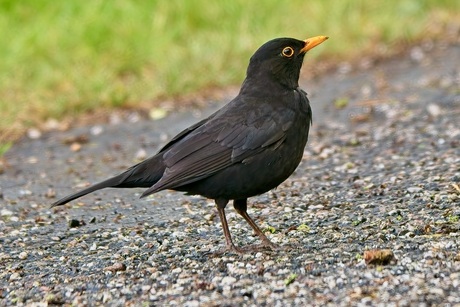 Merel (mannetje)