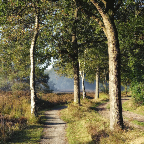 De Zwarte Dennen