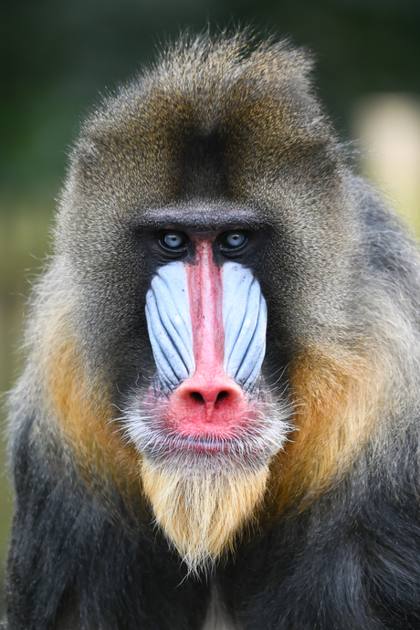 Mandril