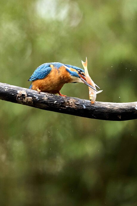 IJsvogel