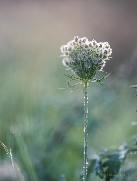Duizenden druppeltjes