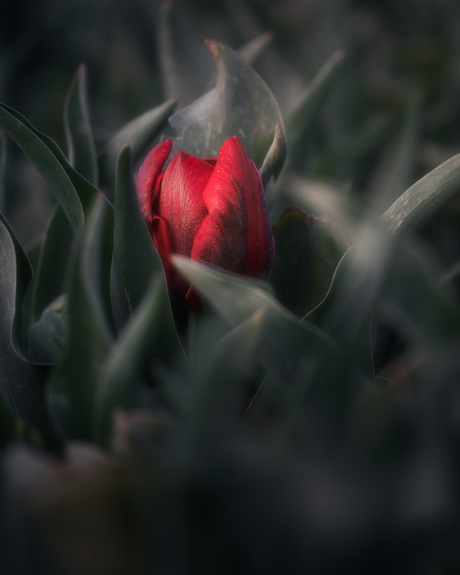 Tulp in blue hour